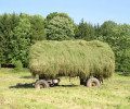 Sečení květnaté louky v Českém Lese (léto 2005)