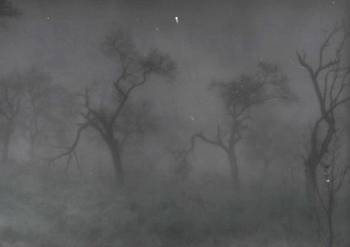 DarkTree.jpg (26672 bytes)