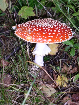 Vochomůrka