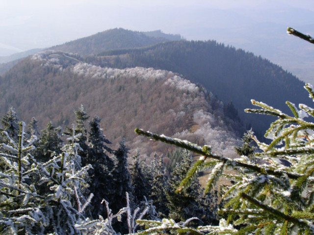Richback