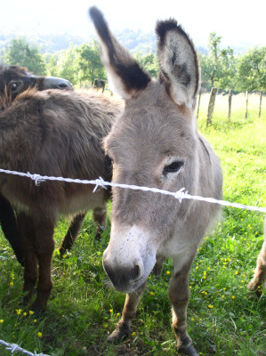 Equus Chamberais