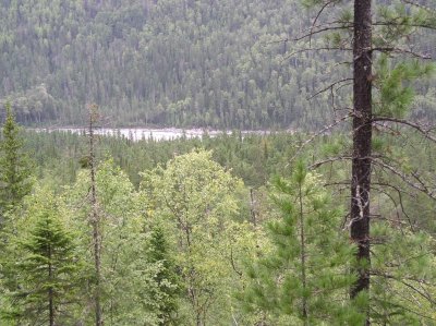 First sight onto Kytoy river via larch forest