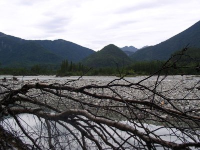 Humbleness of birch