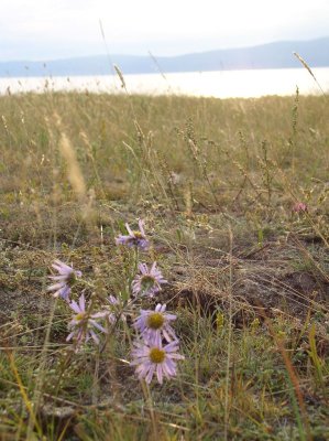 Steppe vegetation is still coloufull in late August