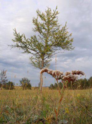 Steppe vegetation, dried and fancy