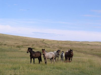 Wild horses on Olchon