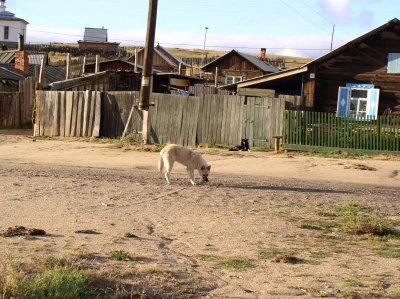 Vild dog playing with tin