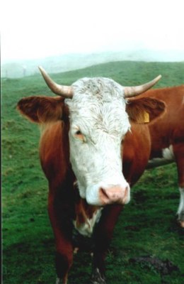 Mutovana(=nefialova) Milka