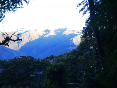 Sunrise moves out fears from dark in forest, insect and snakes in hungry wilderness