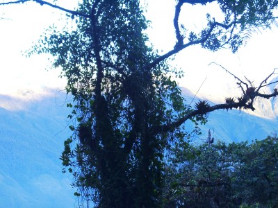 Dark and dead tropics