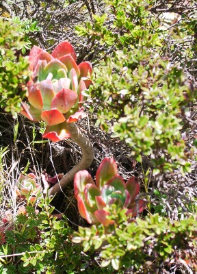 Flora