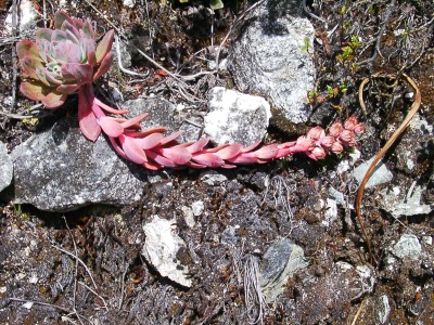 Flora