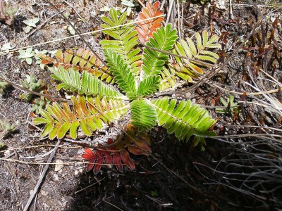 Flora
