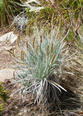 Flora