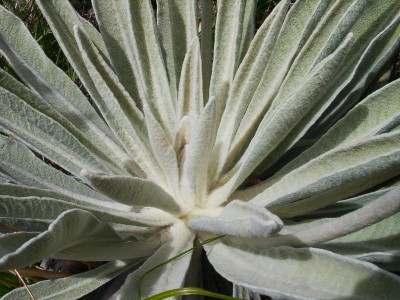 Flora