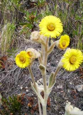 Flora