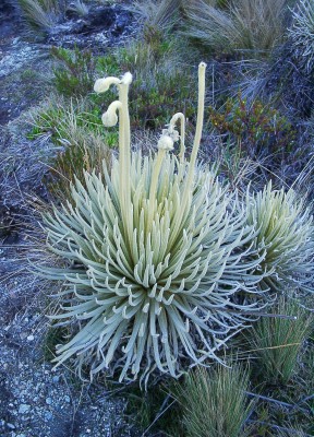 Flora