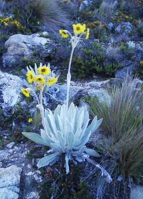 Flora