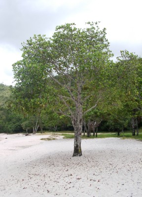 Village tree