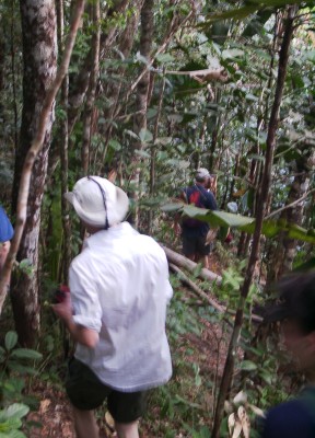 Jungle