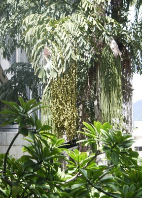 Jungle in the city